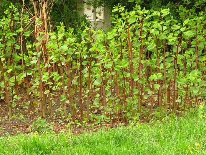 how to get rid of knotweed        
        <figure class=